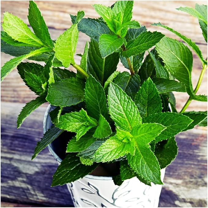 Seed Needs Mint Seeds for Planting Spearmint & Peppermint - Non-GMO Heirloom & Untreated Herb Seed to Plant an Indoor/Outdoor Culinary Medicinal Garden (Collection of 2 Packets)