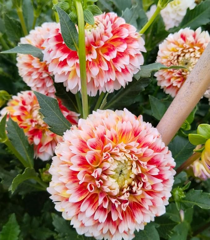 100+ Mixed Colors Dahlia Seeds Dream Flowers Garden Planting