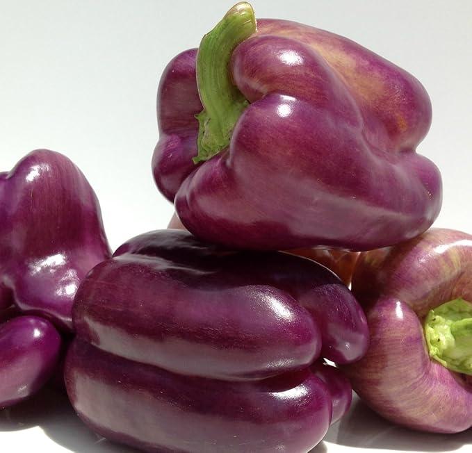 Seeds Sweet Pepper Oda Purple Bell Heirloom Vegetable for Planting Non GMO