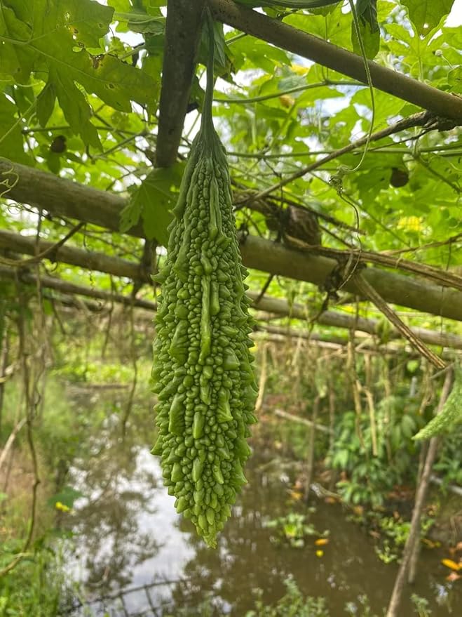 10 India Bitter Seeds, Kho Qua Rung Organic - Mai's Family