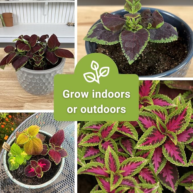 Sow Right Seeds - Rainbow Mix Coleus Seeds for Planting - Non-GMO Heirloom Variety - Vibrant Tropical Plant Blooms - Ideal for Gardeners, Easy to Grow - Indoor/Outdoor Use - Colorful Foliage (2)