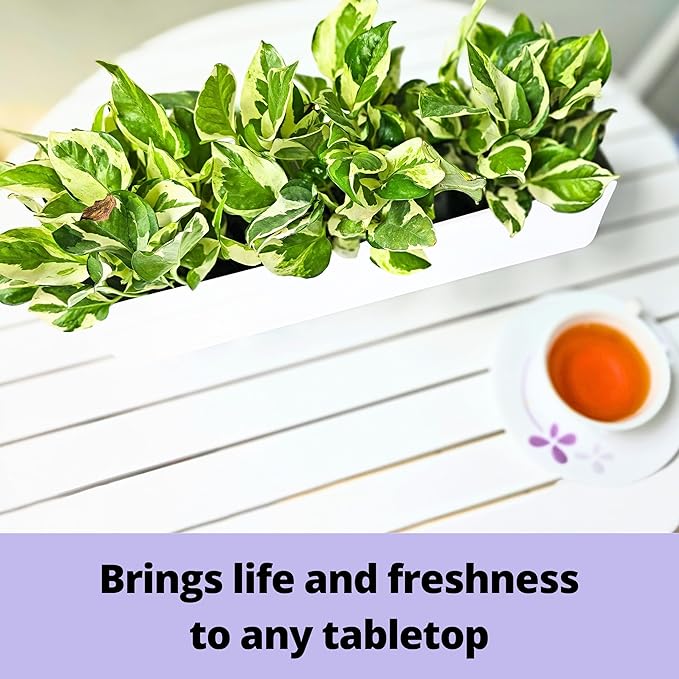 LaLaGreen Wall Planter (24 Inch, 2 Pack) Carbon Steel White Metal Hanging Flower Pot for Succulents, Wall Mount Rectangular Window Sill Box Fence Floating Garden Shelf for Deck Indoor Outdoor Decor