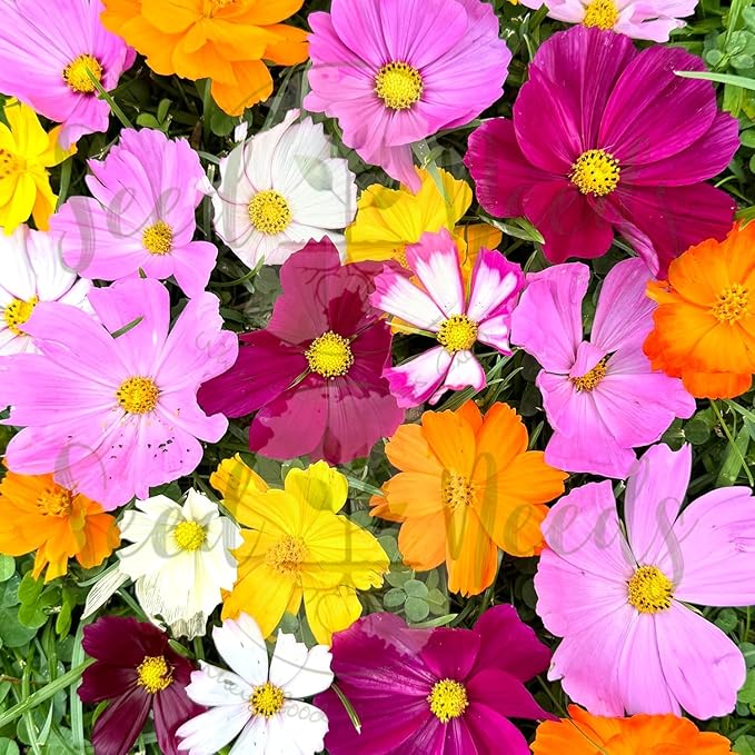 Seed Needs Wildflower Seeds Cosmos Crazy Blend 1.5 Ounce No Filler | 10+ Varieties Including Seashells, Purity & Candystripe | Cosmo Bipinnatus Open Pollinated Untreated | Bulk Resealable Packaging