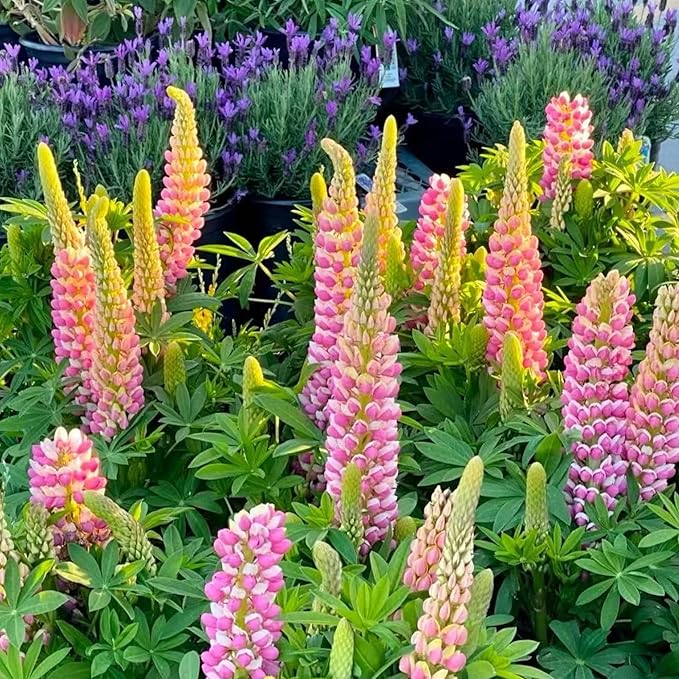 ZEshops 100 Lupine Flower Seeds – Colorful Perennial Blooms for Borders and Pollinator Gardens, Non-GMO and Easy to Grow