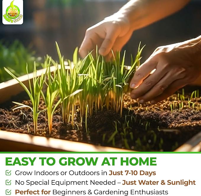 Todd's Seeds Wheatgrass Seeds; Hard Red Winter Wheat, Non-GMO, Chemical Free, High Germination (1/4 Pound)