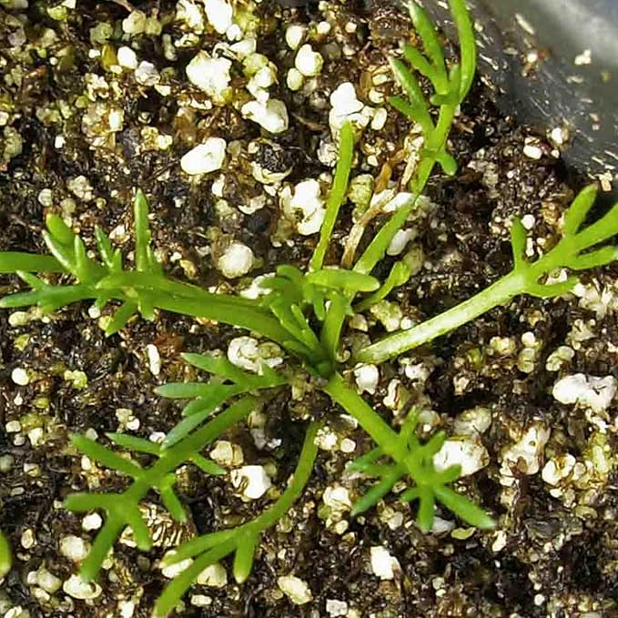 Seed Needs Chamomile Seeds for Planting German & Roman Chamomile - Non-GMO Heirloom & Untreated Herb Seed to Plant an Indoor/Outdoor Culinary Medicinal Garden (Collection of 2 Packets)