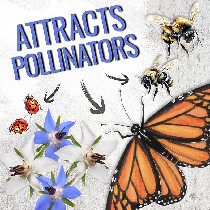 Seed Needs Borage Seeds for Planting Blue and White Star Flowers - Non-GMO Heirloom & Untreated Garden Seed to Plant an Indoor/Outdoor Garden - Attracts Pollinators (Collection of 2 Packets)
