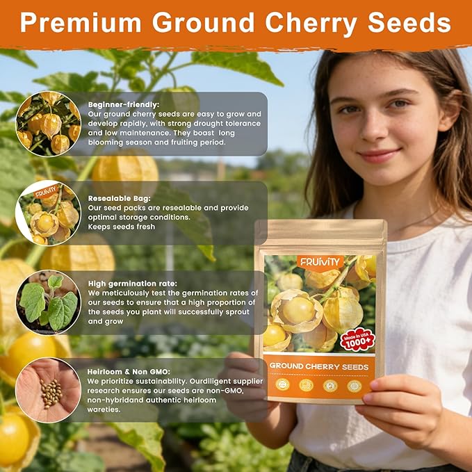 1000+ Ground Cherry Seeds for Planting, Non-GMO Heirloom Fruit Seeds for Outdoor Vegetable Garden, Open-Pollinated, Sweet Pineapple Ground Husk Cherry Tomatoes - Physalis pruinosa