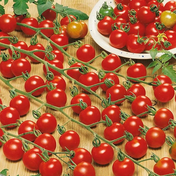 ZEshops 200pcs Waterfall Tomato Seeds - Heirloom, Non-GMO, High-Yield Variety - Complete Planting Guide Included for Home Gardens, Perfect Gardening Gift (Waterfall Tomato Seeds)