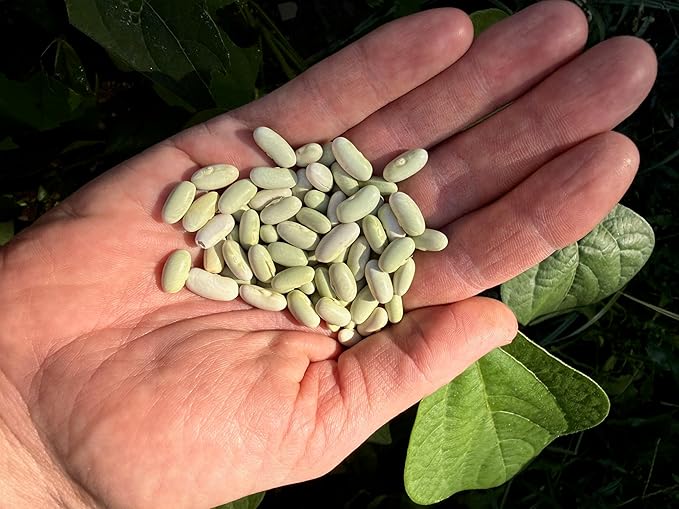 Plant Good Seed Organic Jade Bush Bean Seeds for Planting: Heirloom Vegetable, Green Pods - 25 Seed Packet