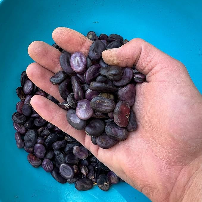 Plant Good Seed Organic Guatemalan Purple Fava Bean Seeds for Planting: Heirloom Vegetable, Light Purple Violet Beans - 10 Seed Packet