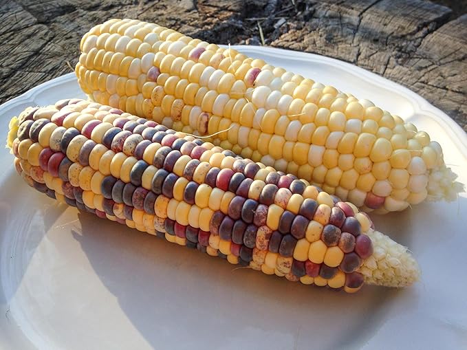 Plant Good Seed Organic Festivity Sweet Corn Seeds for Planting: Heirloom Vegetable, Rainbow Kernels - 30 Seed Packet