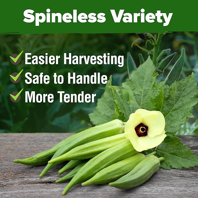 HOME GROWN Clemson Spineless Okra Seeds 202+ Heirloom Non-GMO Seeds for Planting, High Germination, Prolific Heat Loving Vegetable, Tender Pods, Easy to Harvest Home Garden (Abelmoschus esculentus)