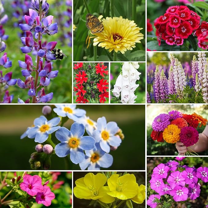 Wildflower Seeds Hummingbird and Butterfly Mix 1 Ounce, No Filler, 24 Varieties Flowers Seeds to Plant Outside, Annual Perennial, Bulk Resealable Package