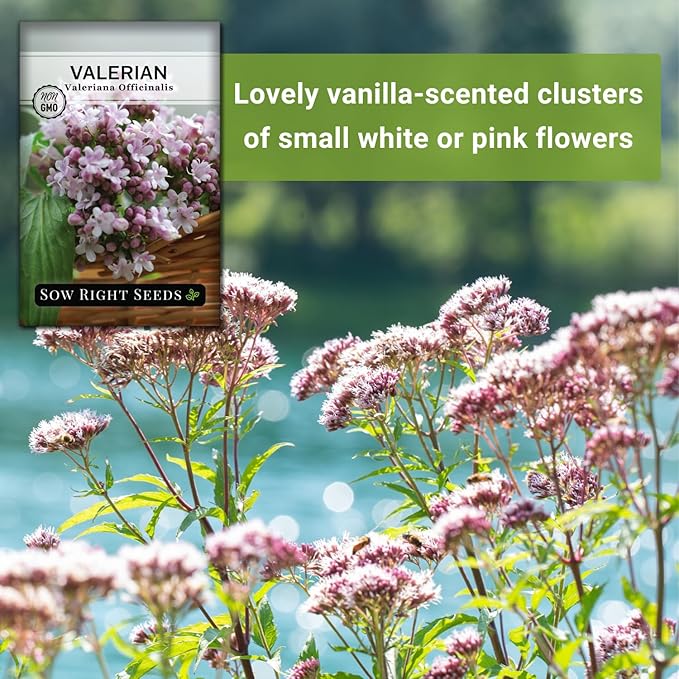 Sow Right Seeds - Valerian Seeds for Planting - Non-GMO Heirloom Packet with Instructions to Plant an Outdoor Herb Garden - Fragrant with Medicinal Benefits - Valerian Root for Sleep & Calm (1)
