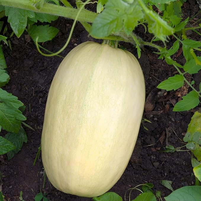 Organic Squash Seeds (Winter Spaghetti) - Approx 20 Seeds - USDA Organic, Non-GMO, Open Pollinated, Heirloom, USA Origin