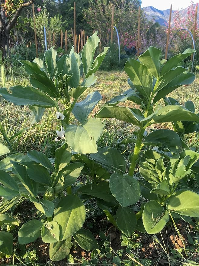 Plant Good Seed Organic Finnish Fava Bean Seeds for Planting: Heirloom Broad Bean, Brown Medium Sized Beans - 10 Seed Packet