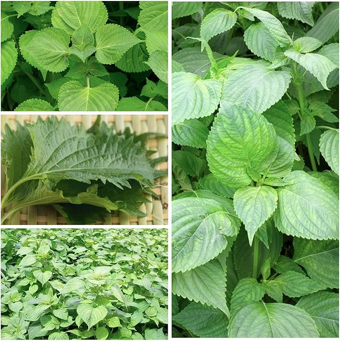Seed Needs Shiso Seeds for Planting Green & Red Perilla - Non-GMO Heirloom & Untreated Herb Seed to Plant an Indoor/Outdoor Culinary Garden (Collection of 2 Packets)