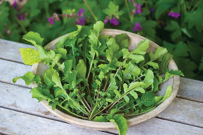 Burpee Wild Arugula Selvatica Arugula Seeds 500 seeds