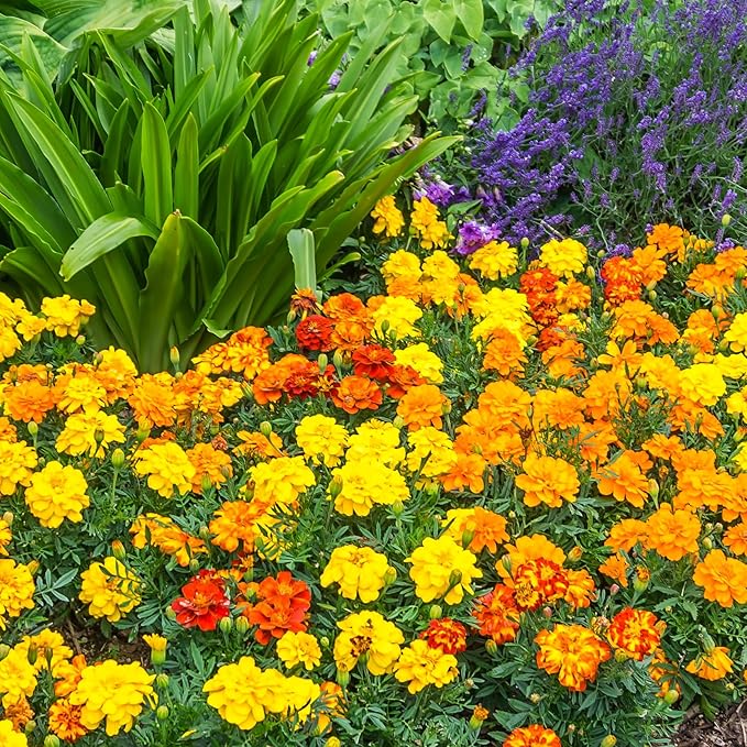 The Old Farmer's Almanac Petite Mixture Marigold Seeds - Premium Non-GMO, Open Pollinated, USA Origin - Approx 200 Flower Seeds