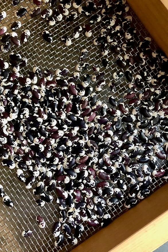 Plant Good Seed Organic New Mexican Appaloosa Bean Seeds for Planting: Heirloom Pole Vine, Black and White Speckled Beans - 18 Seed Packet