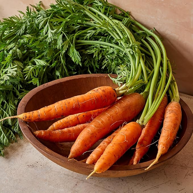 Burpee Heirloom Touchon Carrot Seeds - Sweet, Coreless, French Variety