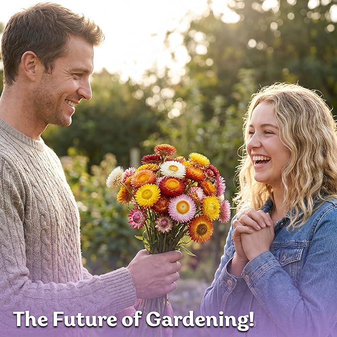 KVITER 1,500 Tall Mix Strawflower Seeds for Planting (Xerochrysum/Helichrysum Bracteatum) — Golden Everlasting Flower, Paper Daisy — Ideal Organic, Heirloom Cut Flower Seeds to Plant Outside & Drying