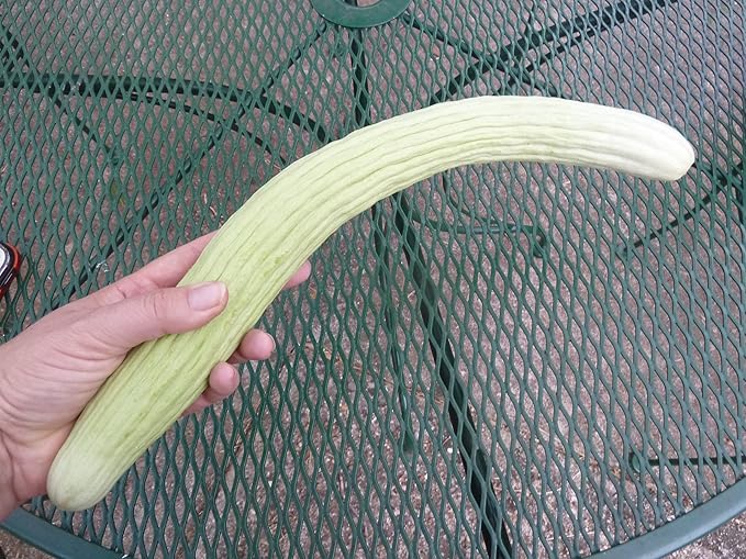 Seeds Rare Cucumber Armenian Long 70 Days Pickling Vegetable for Planting Heirloom Non GMO