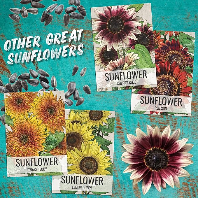 Seed Needs Sunflower Seeds for Planting Chocolate/Italian White Sunflowers - Heirloom & Open Pollinated Helianthus Seed Collection to Plant a Butterfly Garden (2 Packs)