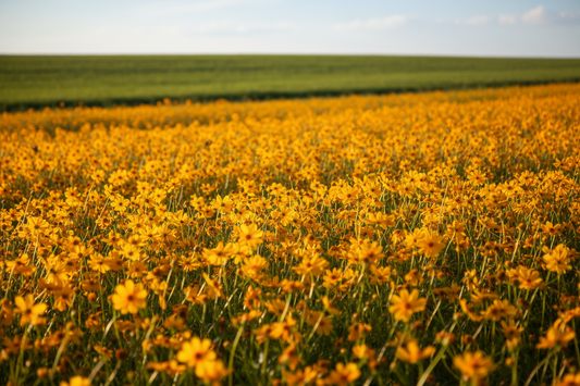 4. Coreopsis — The Golden Wildflower That Brightens Every Field