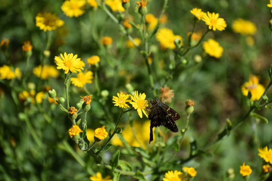 Wild Garden
