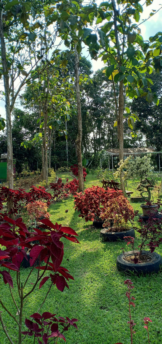 Watering Tools That Keep Your Garden Thriving