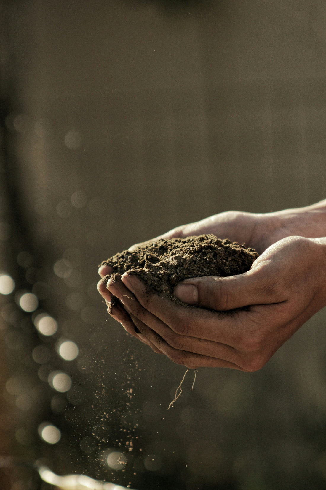 Spring Garden Prep: How to Refresh Your Garden After Winter