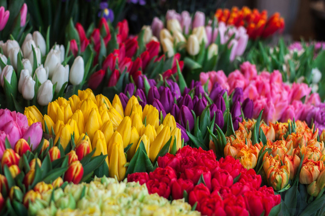 Tulips-Flower Meaning: Perfect love and elegance