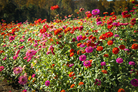 Zinnias-Flower Meaning: Endurance and lasting friendship