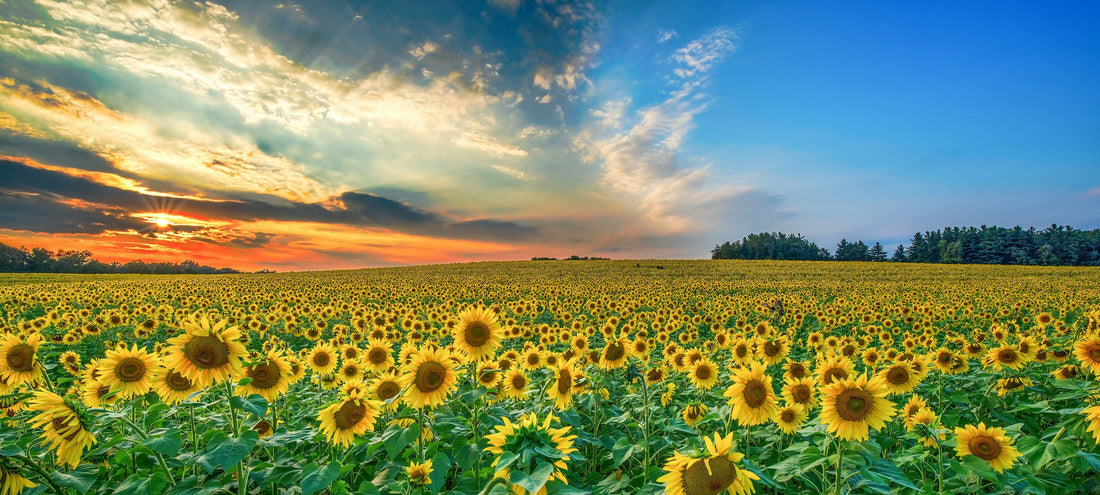 Sunflowers -Flower Meaning: Loyalty, positivity, and admiration