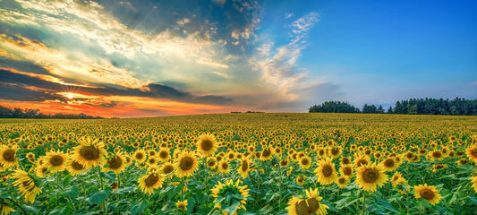 Sunflowers -Flower Meaning: Loyalty, positivity, and admiration