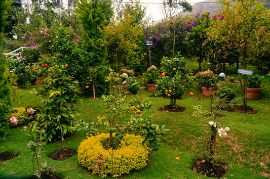 Soil & Cleanup Tools That Keep Your Garden Organized