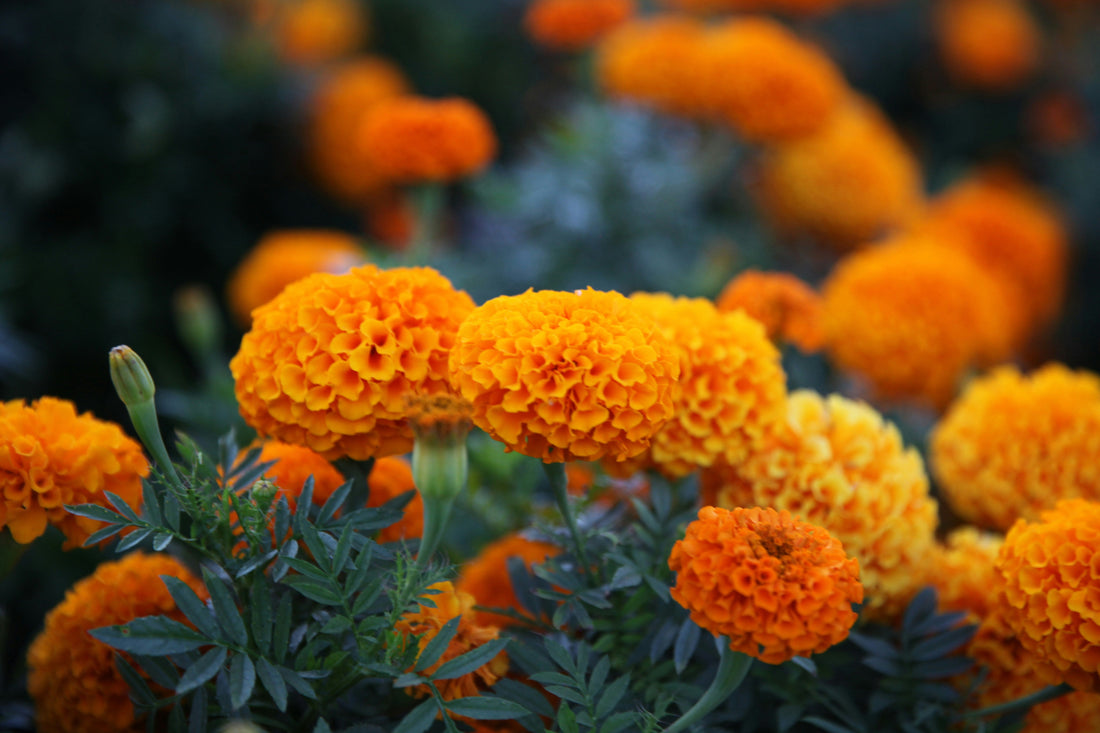 Marigolds-Flower Meaning: Passion and protection