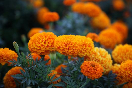 Marigolds-Flower Meaning: Passion and protection