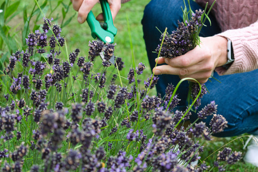 Summer Gardening Tips for Keeping Plants Healthy in the Heat