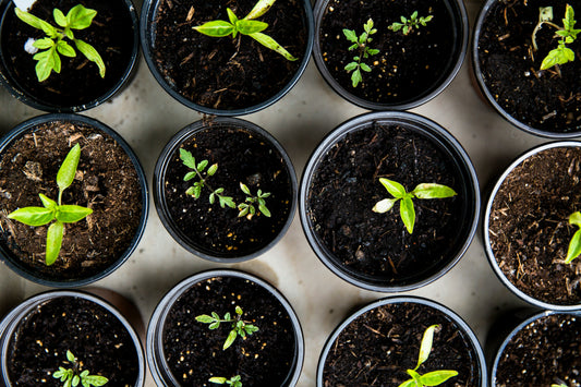 Year-Round Gardening: Plants That Thrive in Any Season