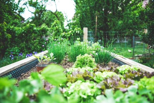 Winter Garden Protection Tips to Keep Plants Safe