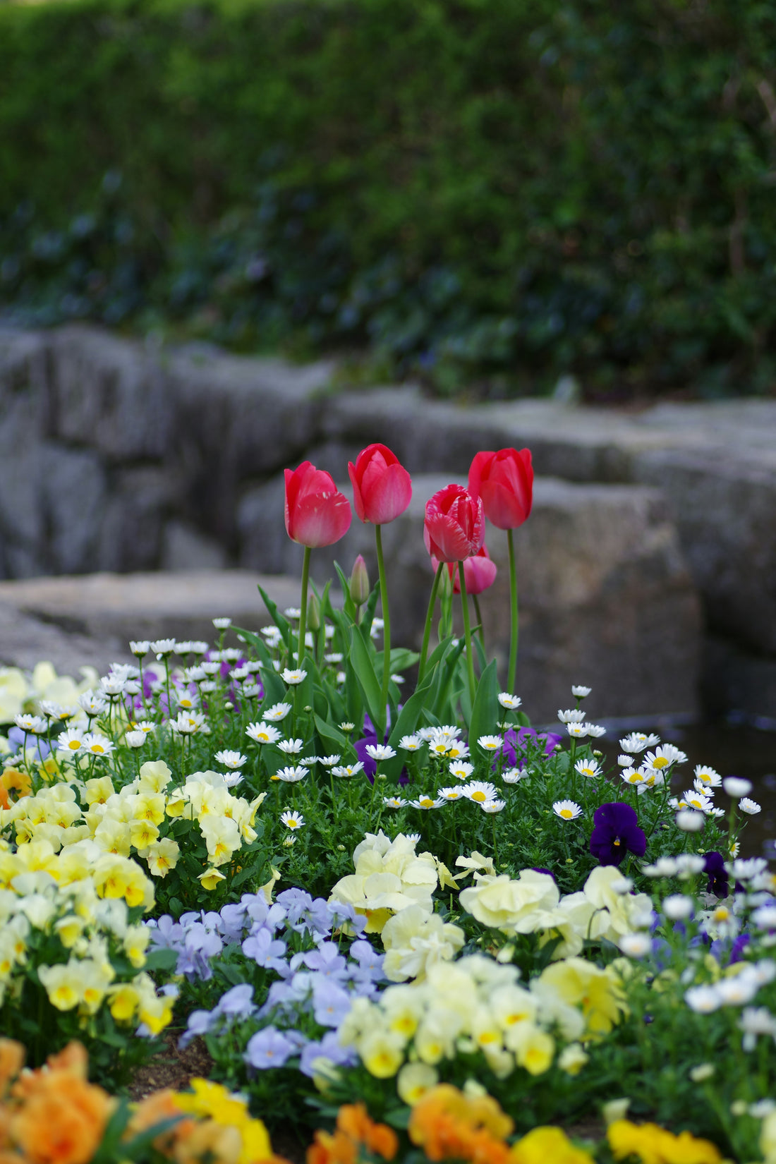 🌸 How to Create a Colorful Garden That Blooms All Season Long