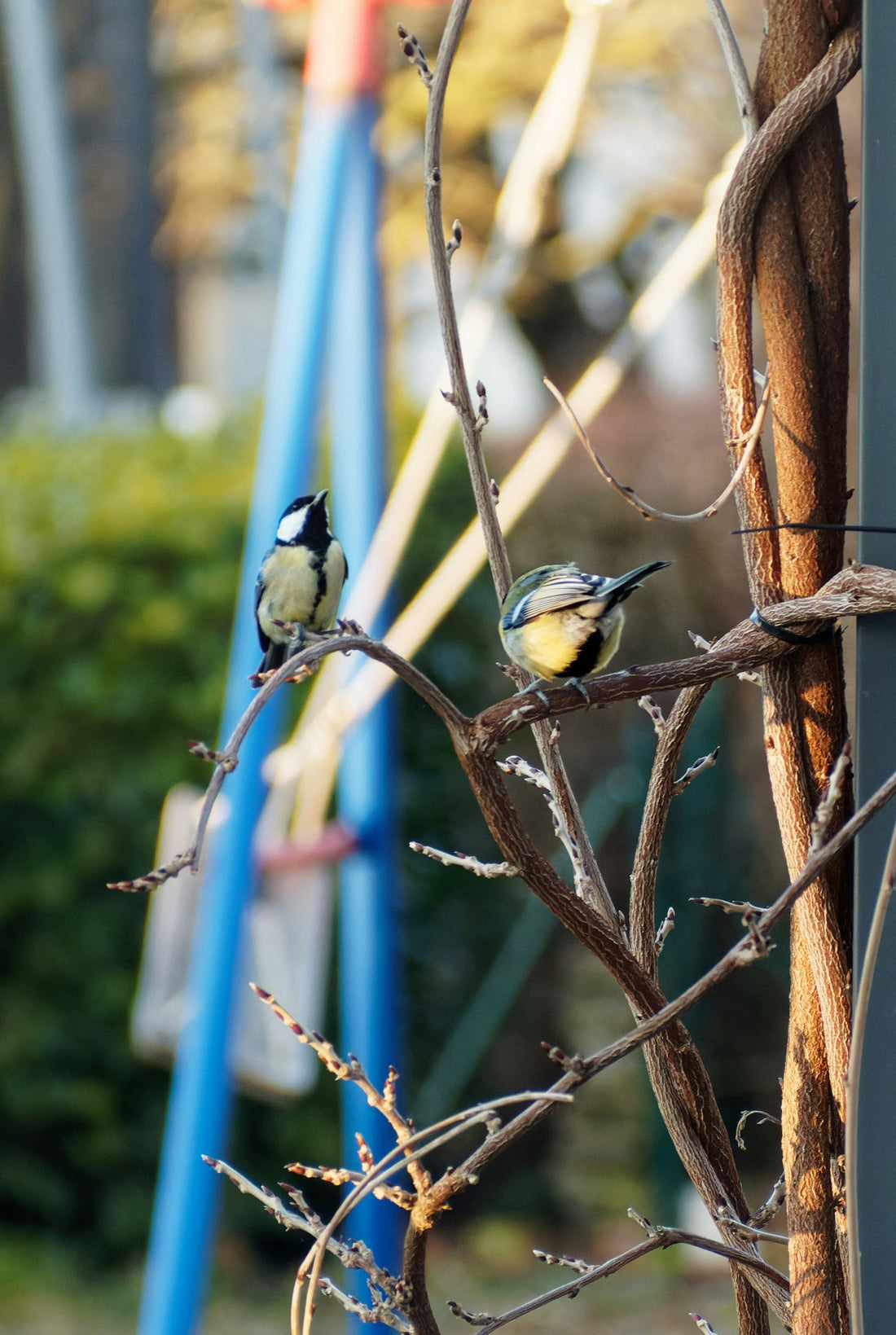 Creating a Backyard Forest Garden That Attracts Friendly Birds