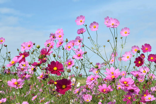 Cosmos-Flower Meaning: Harmony and peace