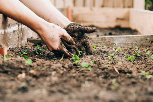 Seasonal Soil Care: How to Maintain Healthy Soil All Year
