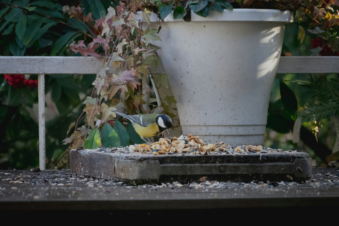 The Best Plants for Bird-Friendly Backyard Gardens