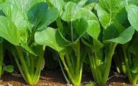 2500+ Seeds Brassica Juncea Choy Sum Mustard Yu Choy Sum Seeds, USA Chinese Broccoli Scallion Chive Asian Vegetable, Cải NGỌt ăn bông (Cải Ngồng) Diaspora