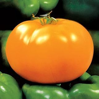 Park Seed Variety of Tomato Seeds, Planting Vegetables, Easy to Grow, Non-GMO, Perfect for Harvesting, Carolina Gold Hybrid, Pack of 250
